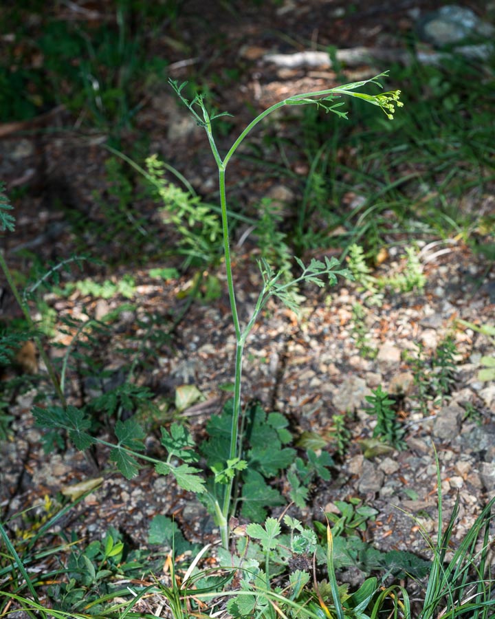 Pimpinella ?